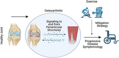 Frontiers | Osteoarthritis Progression: Mitigation And Rehabilitation ...